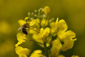 Close-up image of a bee perched on a cluster of vibrant yellow flowers