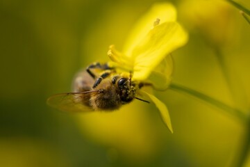 Close-up image of a bee perched on a cluster of vibrant yellow flowers