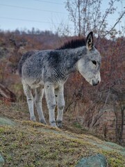 Naklejka na ściany i meble Small donkey stands in a grassy field near a lush, green forest