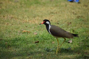Red-wattled lapwing walking in a grassy meadow. Vanellus indicus.