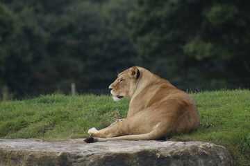 Powerful lion resting in a natural outdoor setting