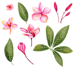 FLORAL  yrs14, illustration plumeria flower, suitable for pattern, textile, fabric, and more.