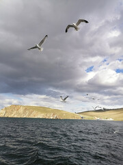 seagulls on the beach