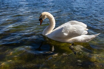 Naklejka premium Closeup of a swan swimming on a lake on a sunny day