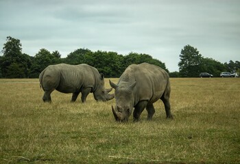 Obraz premium Two rhinoceroses walking in an outdoor environment with trees and shrubs.