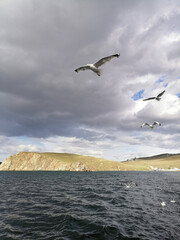 seagull on the sea