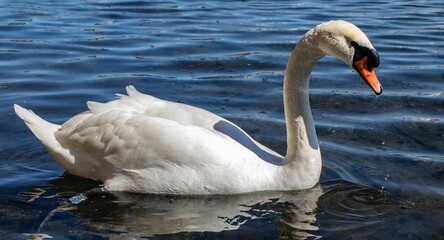 Obraz premium Closeup of a swan swimming on a lake on a sunny day