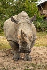 Rhinoceros grazing in a lush green field.