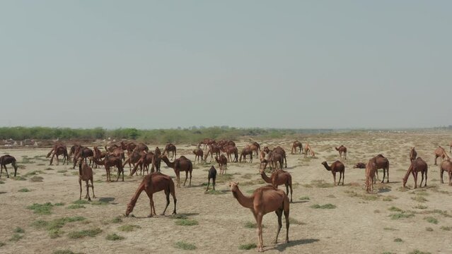 Drone footage over a caravan of camels grazing near to a channel of Bhadar River, India