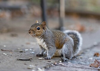 Naklejka na ściany i meble Gray squirrel on a city sidewalk looking up with its small ears perked up in curiosity