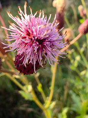 thistle flower