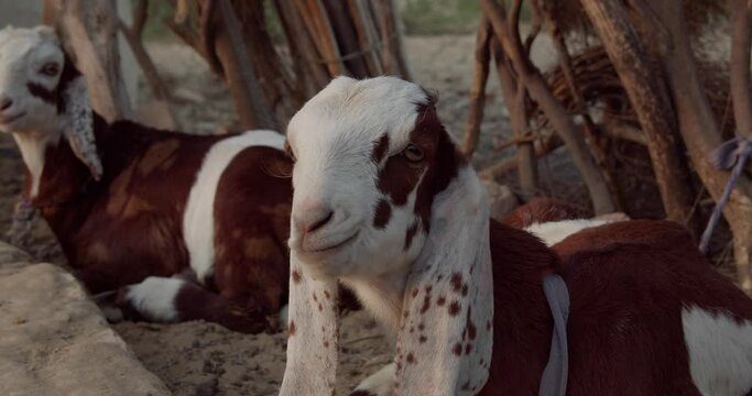 Closeup footage of a beetal goat chewing food with another goat resting in the background
