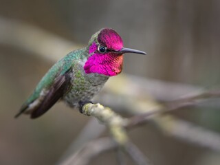Anna Hummingbird  perching on tree branch