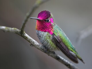 Anna Hummingbird  perching on tree branch