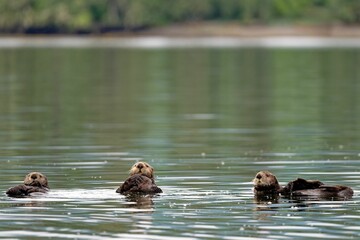 Large pod of sea otters swimming in Quatsino Sound, Vancouver Island, BC, Canada