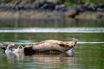 Harbor seal in a funny position on the water in Quatsino Sound, Vancouver Island, BC, Canada