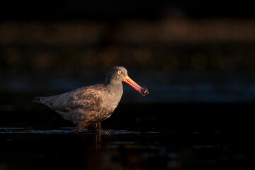 Oystercatcher with an oyster, Esquimalt Lagoon, Victoria, BC Canada.