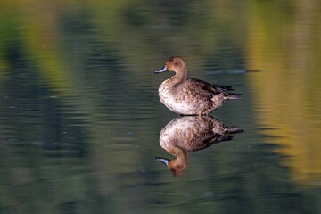 Female American Wigeon in Esquimalt Lagoon in Victoria, British Columbia.