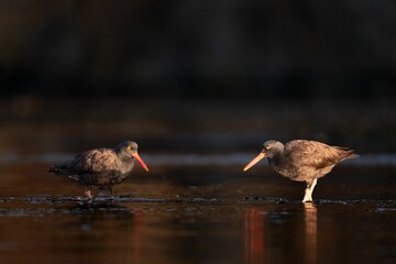 Pair of oystercatchers in Esquimalt Lagoon, Victoria, BC Canada.