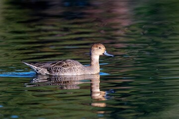 Female American Wigeon in Esquimalt Lagoon in Victoria, British Columbia.