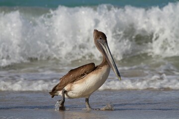 Closeup shot of a brown pelican on a seashore with waves