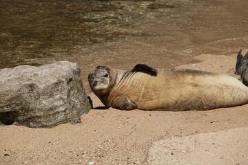 Fototapeta premium Playful seal rests in the sunshine at the edge of the water
