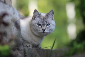 Naklejka na ściany i meble Small gray feline on a rock near the grass in the garden