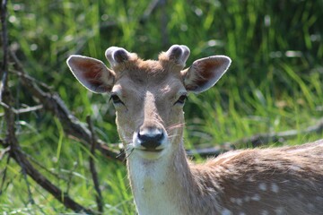 Close-up shot of the head and neck of a brown deer standing in a lush forest.