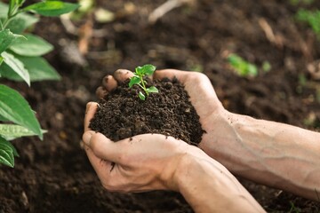 A hand of the man with young plant and soil.