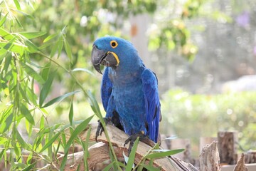 Closeup of a blue macaw parrot perched on a branch of a tree
