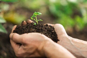 A hand of the man with young plant and soil.