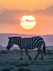 Beautiful zebra in a grassy field, illuminated by the warm, orange light of a sunset