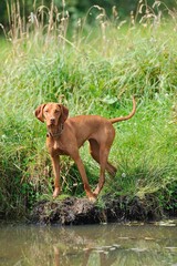 Adorable brown dog stands on a grassy shoreline of a tranquil stream