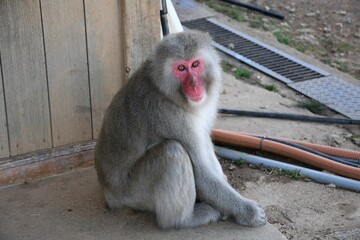 Adorable Japanese Macaque monkey, also known as Snow Monkey, in Kyoto, Japan.