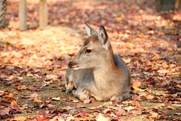 Majestic deer resting on a bed of autumnal foliage in a picturesque meadow