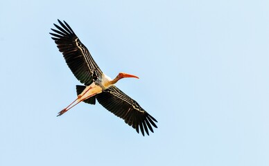 Low angle shot of a painted stork flying under a blue sky and sunlight