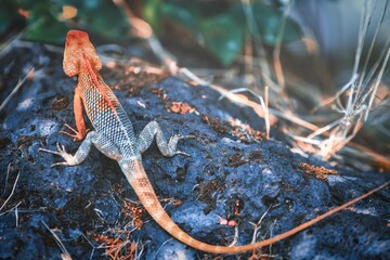 Closeup of an oriental garden lizard on a rock under the sunlight with a blurry background