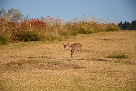White-tailed deer stands in a lush green field surrounded by a variety of foliage - Powered by Adobe