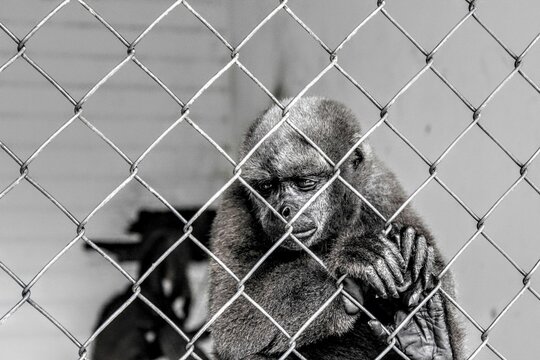 Black and white image of a small frustrated  monkey behind the trellis