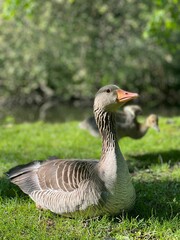 Graylag goose resting in the green meadow on a sunny summer day.