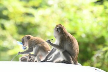 Pair of primates perched on top of a white car, looking off into the distance