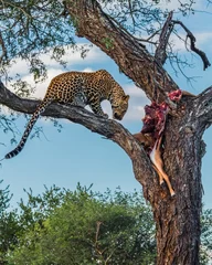 Gordijnen Vertical shot of a leopard eating its prey deer on a tree in a forest © Wirestock