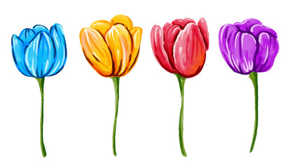 FLORAL  yrs17, tulips floral watercolor style illustrations.