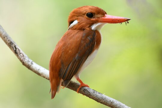 Closeup shot of Madagascar pygmy kingfisher perched on a tree branch.