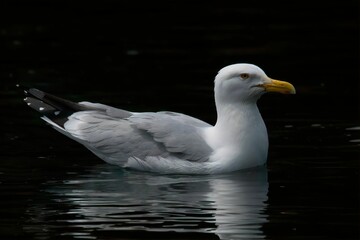 Obraz premium Closeup of a seagull gliding through a tranquil lake