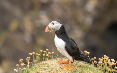Puffin perched atop a grassy hill on the Isle of Staffa in Scotland