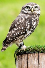 Close-up of an adorable owl perched on top of lush, green grass, looking off into the distance