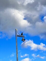 Vertical shot of a blackbird perched on a street lamp with fluffy clouds in the background