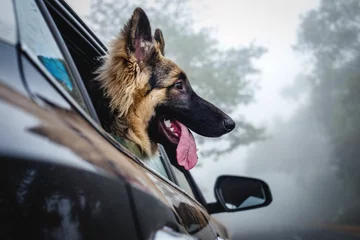 Fotobehang Old german shepherd dog with its head out of the car window, enjoying the breeze of the outdoor © Wirestock