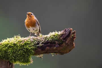 European robin (Erithacus rubecula) perched on a branch